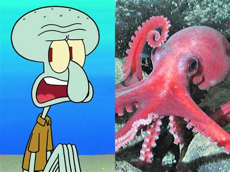 is squidward a squid or an octopus